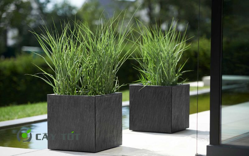 Chậu Composite Vuông Kích Thước 80cmx80cm