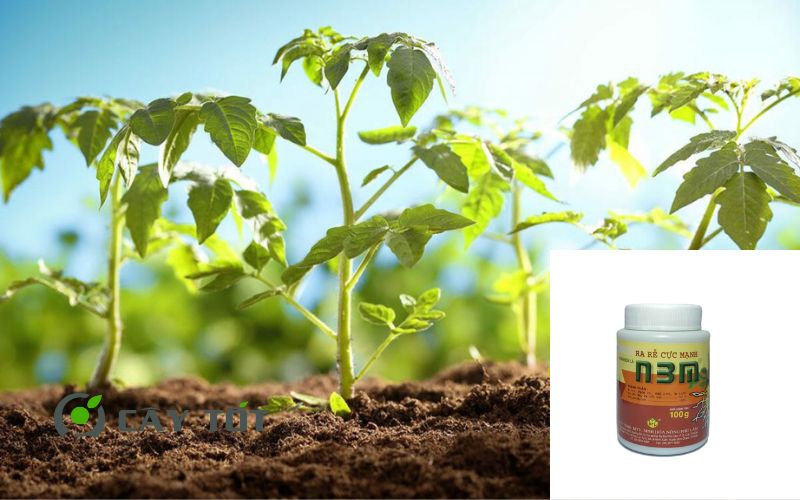 Kích Rễ Kích Vàng