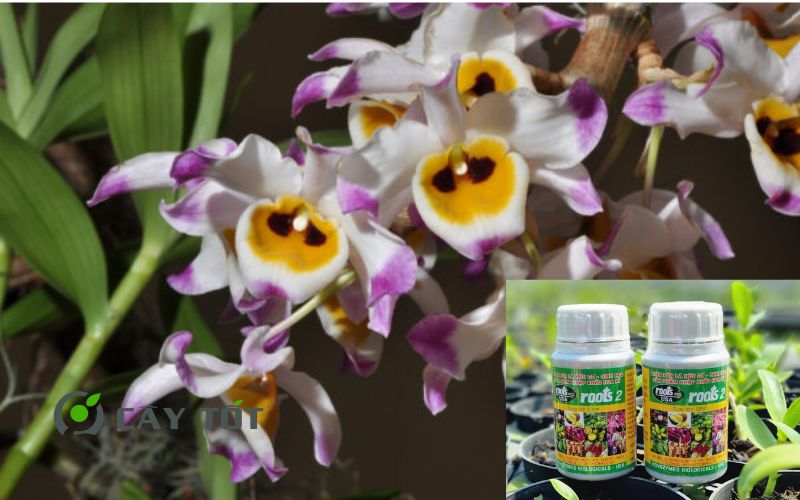 Dung Dịch Root Smart