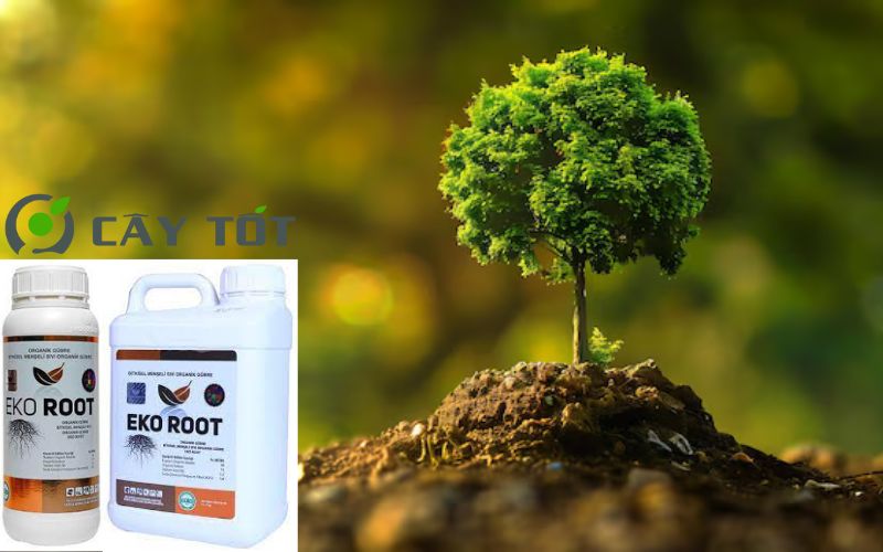 Kích Rễ Sinh Học Root Eco Green