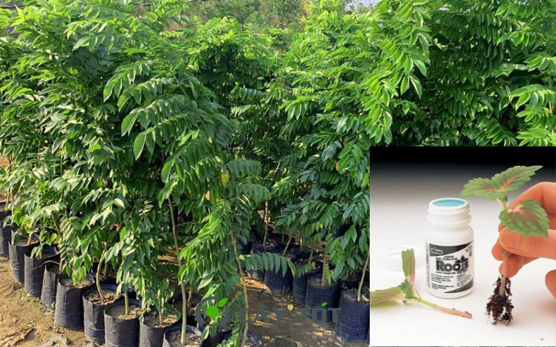 Kích Rễ Root Sâm