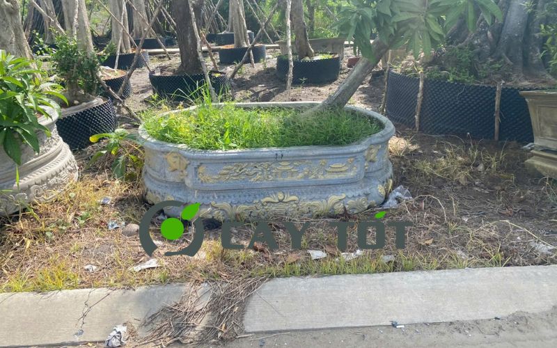 Chậu Xi Măng Hạt Xoài Loại V