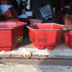 Chậu Nhựa Lục Giác Kích Thước 60cmx30cm