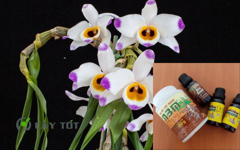 Dung Dịch Root Smart