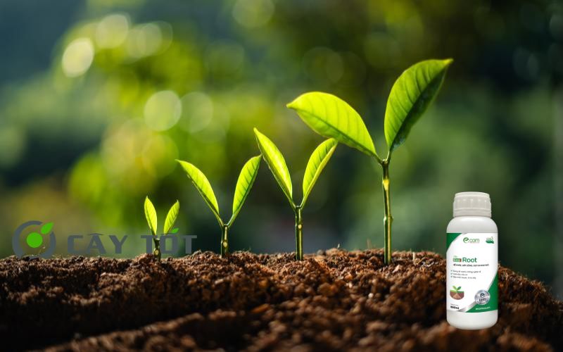 Kích Rễ Sinh Học Root Eco Green