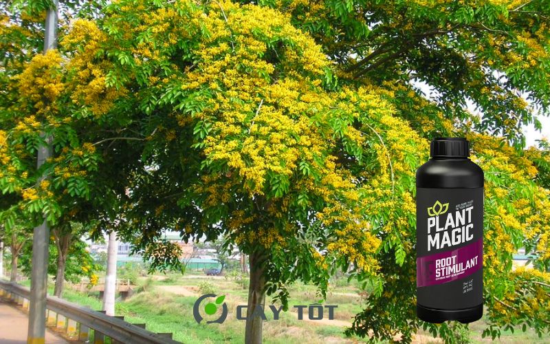 Kích Rễ Root Sâm