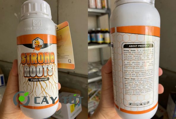 Thuốc Root Strong