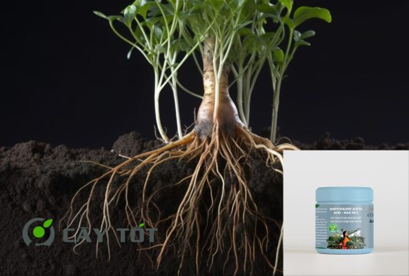 Kích rễ NAA 98%