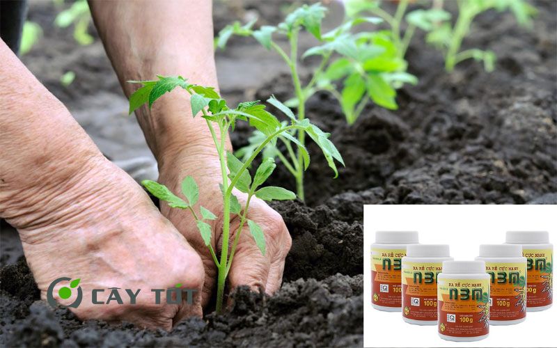 Kích Rễ Kích Vàng