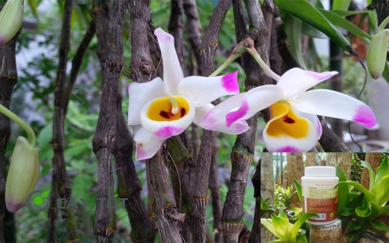 Dung Dịch Root Smart