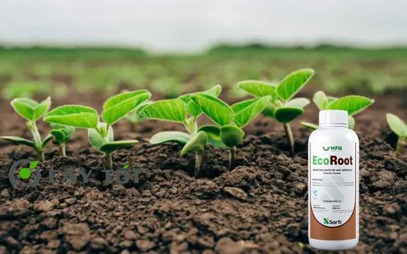 Kích Rễ Sinh Học Root Eco Green