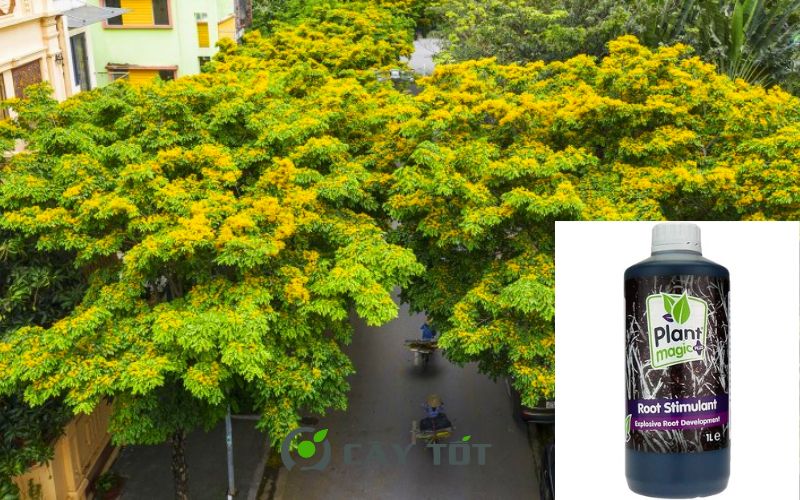 Kích Rễ Root Sâm