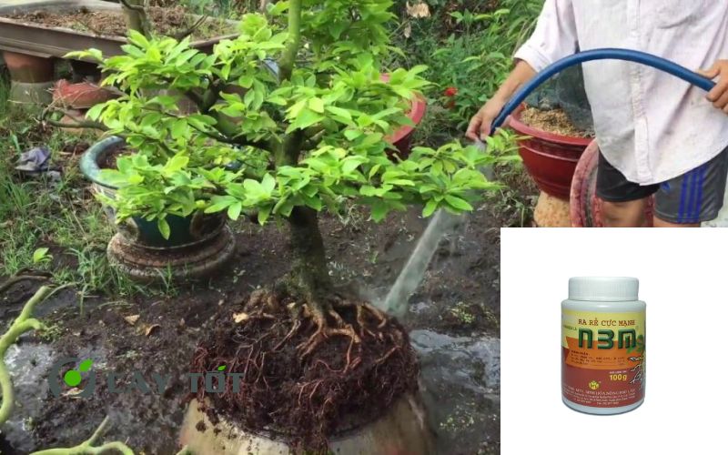 Kích Rễ Kích Vàng