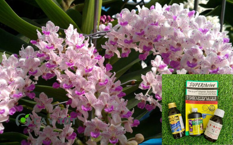 Dung Dịch Root Smart