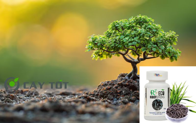 Kích Rễ Sinh Học Root Eco Green