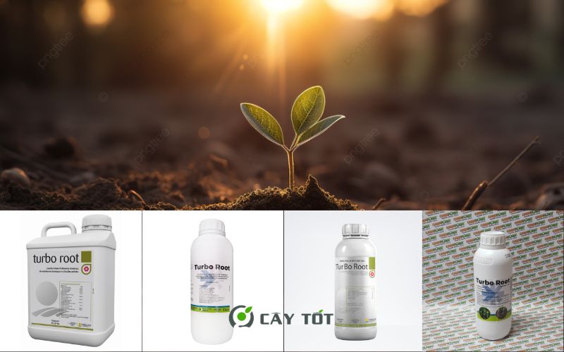 Kích Rễ Root Turbo