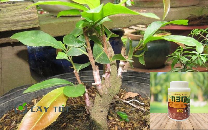 Kích Rễ Kích Vàng