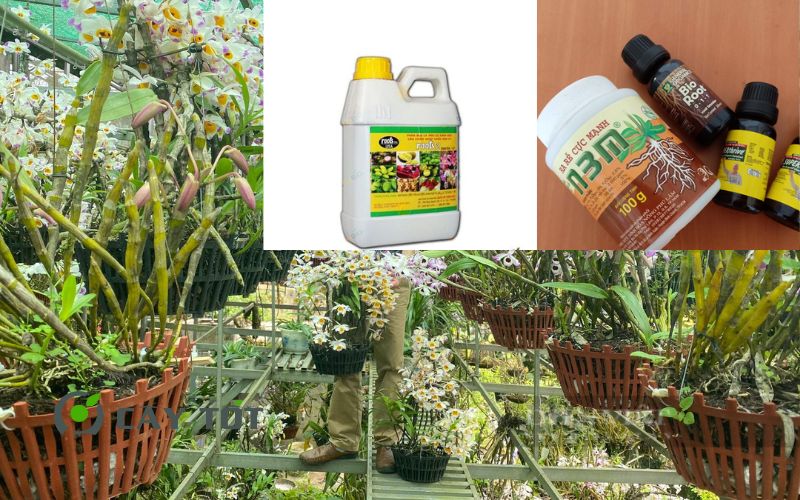 Dung Dịch Root Smart