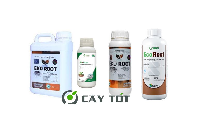 Kích Rễ Sinh Học Root Eco Green