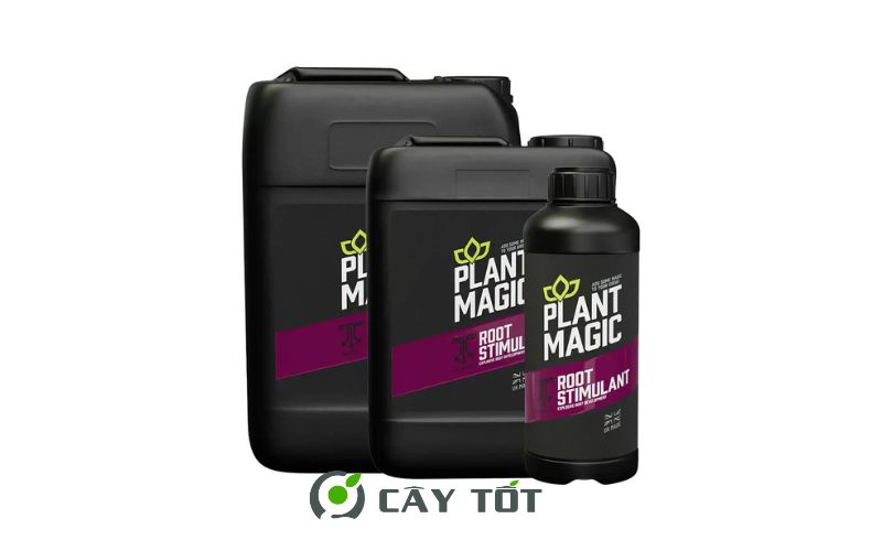 Kích Rễ Root Sâm