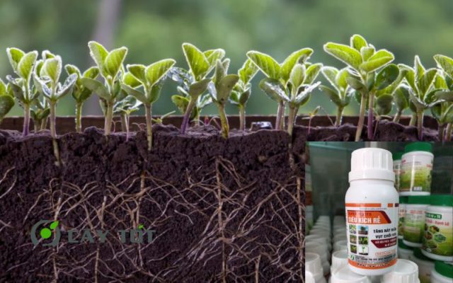 Kích rễ Super Roots