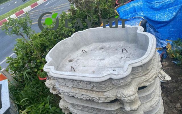 Chậu Xi Măng Hạt Xoài Loại V