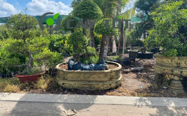 Chậu Xi Măng Hạt Xoài Loại V