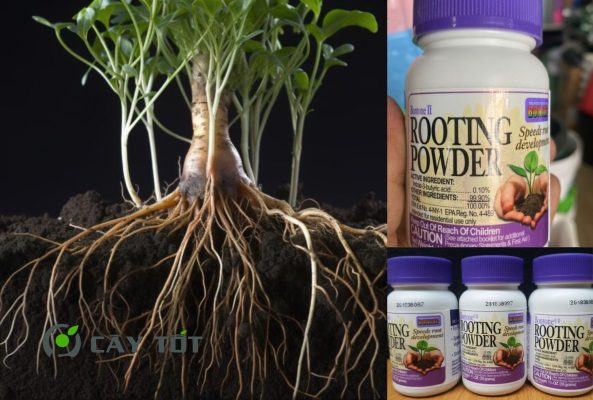 Kích rễ Rooting Powder