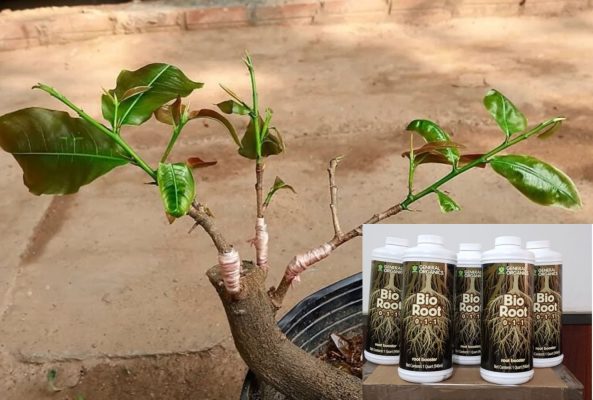 Thuốc Kích Rễ Bio-K