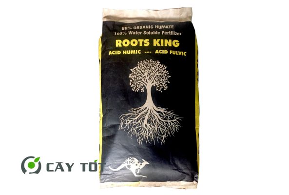 Kích Rễ Root King Dạng Bột