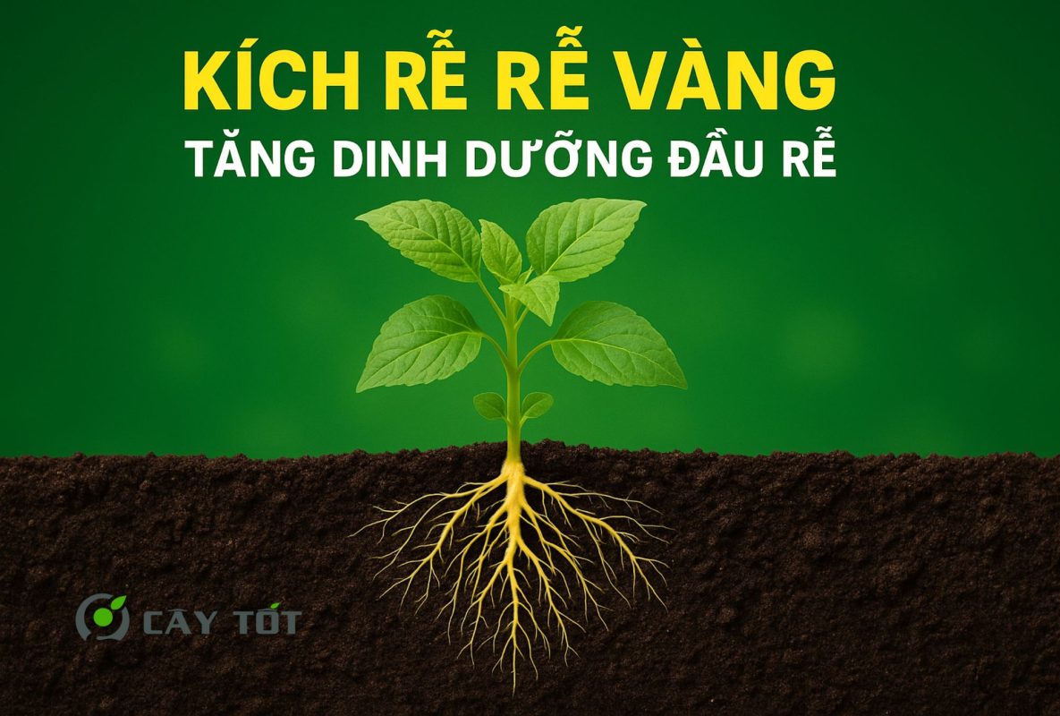 Kích Rễ Kích Vàng