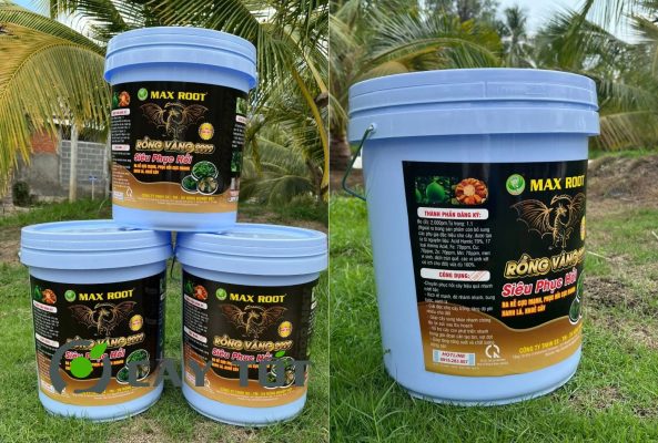 Kích Rễ Rồng Vàng