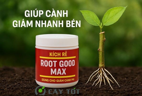 Root Good Max