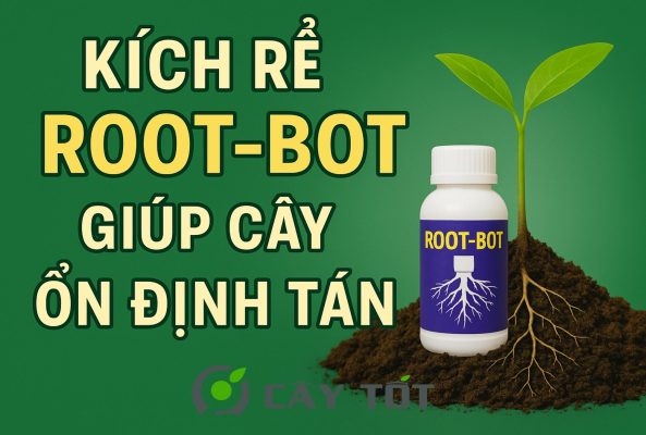 Kích Rễ Root-Bot Giúp Cây Ổn Định Tán