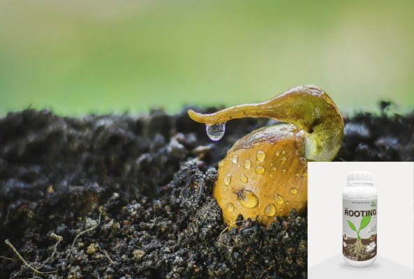 Thuốc Rooting Agent