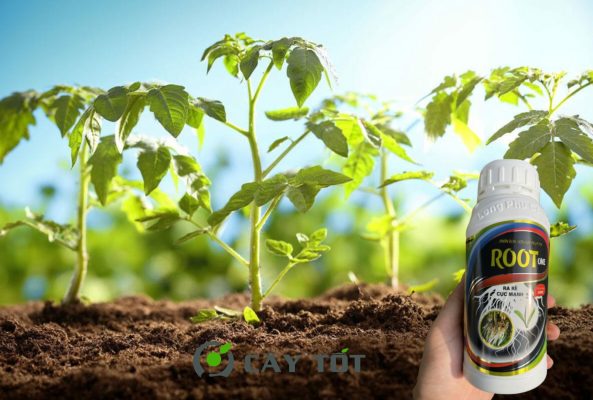 Kích rễ Root Bảo Nông