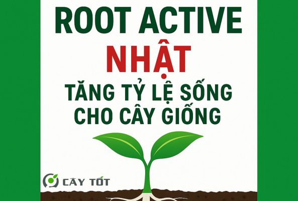Root Active Nhật