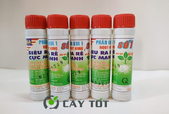 Kích Rễ Root King Green