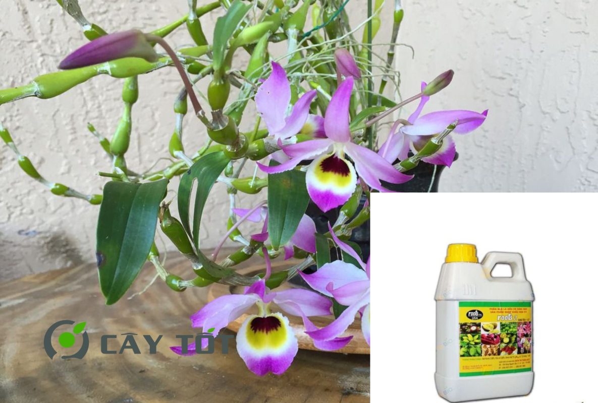 Dung Dịch Root Smart