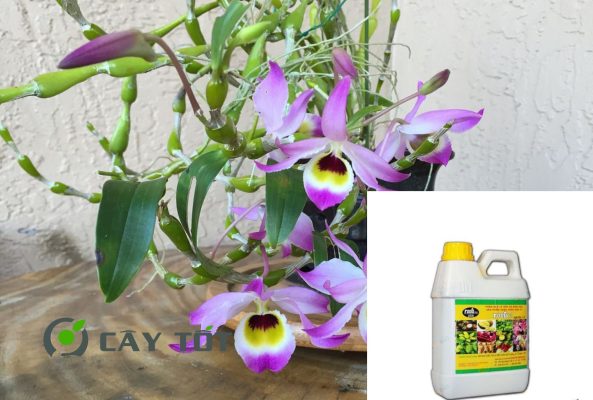 Dung Dịch Root Smart