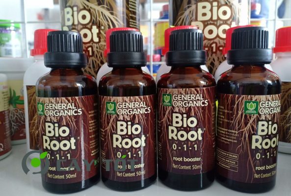 Kích Rễ Root 1
