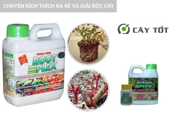 Kích rễ Root Plex