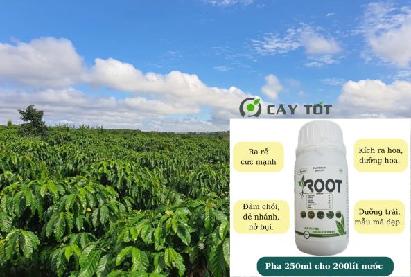 Root Sâm Việt Nam