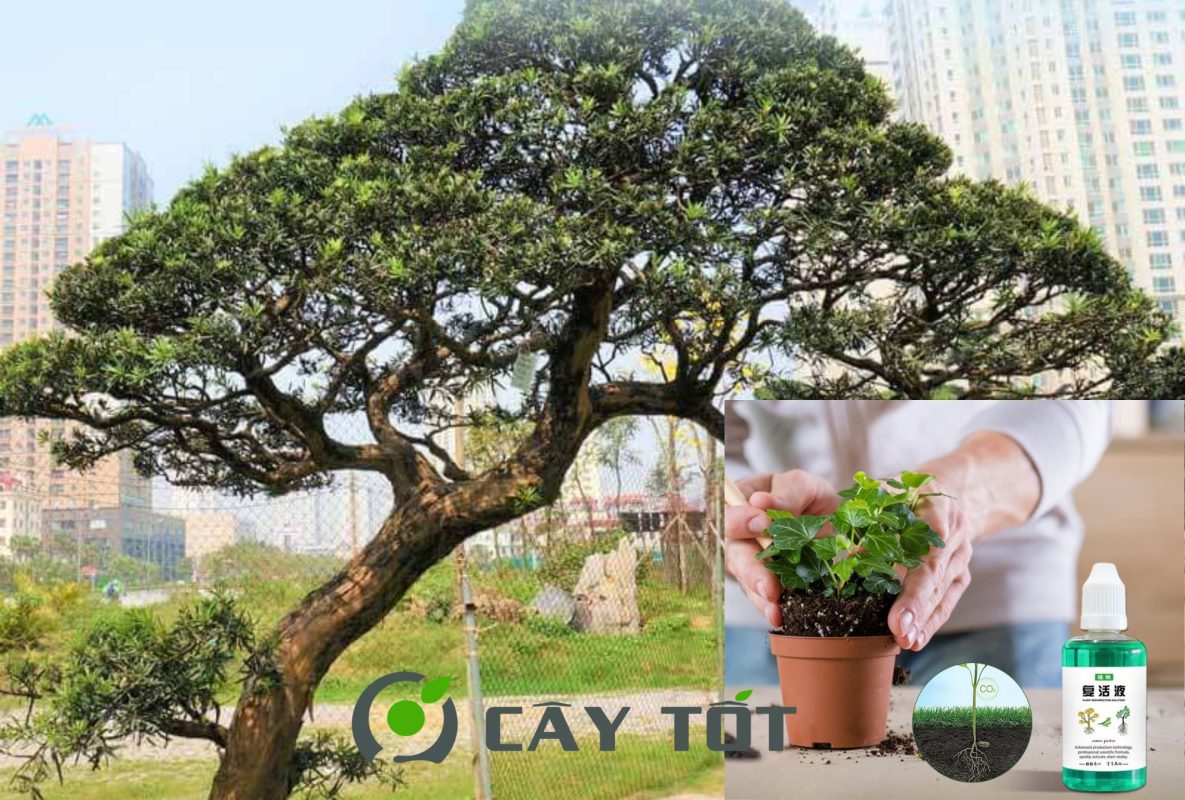 Kích Rễ Root Sâm