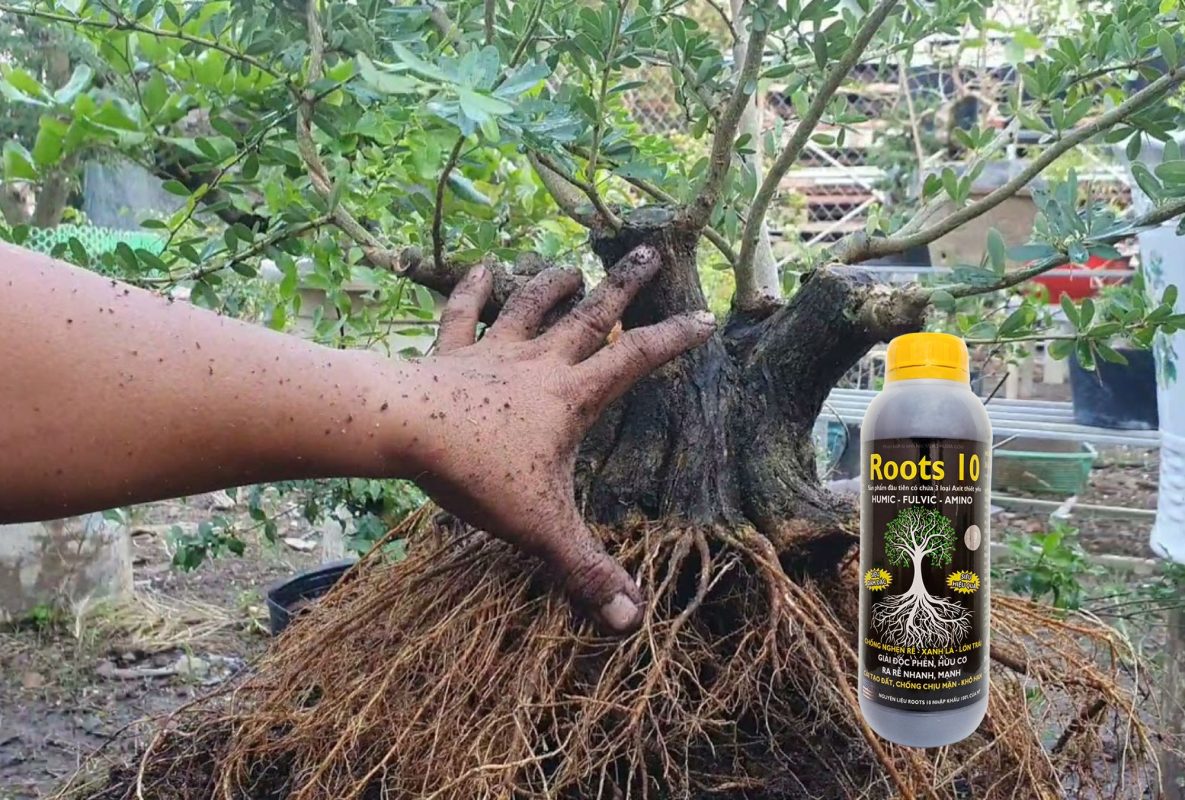 Root Zyme Đậm Đặc