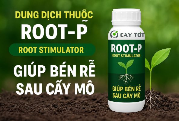 Dung dịch Root-P