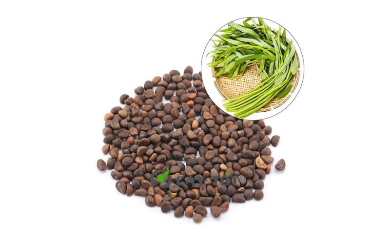 Hạt Giống Rau Muống