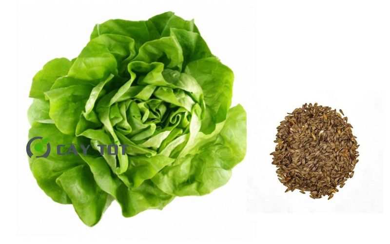 Hạt Giống Xà Lách Búp