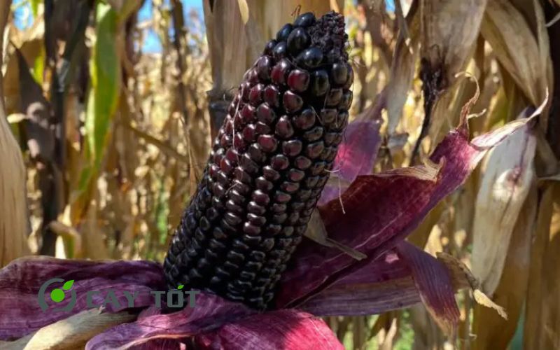 Hạt Giống Ngô Tím