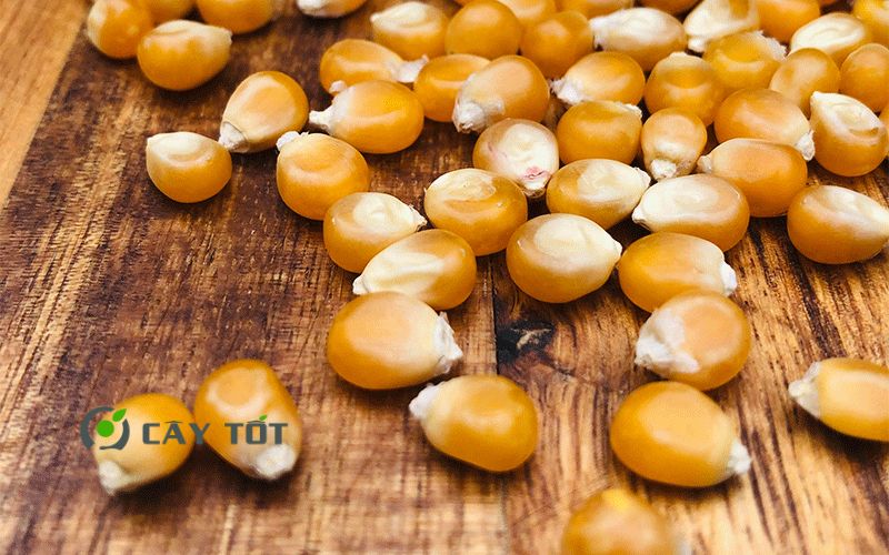 Hạt Giống Ngô Nổ